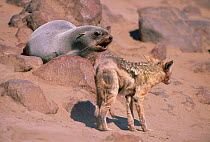 Mangy Black backed jackal {Canis mesomelas} and fur seal, Skeleton coast, Namibia