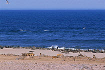 Black backed jackal pack amongst fur seal colony, Skeleton coast, Namibia