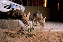 Black backed jackals foraging in town {Canis mesomelas} Namibia
