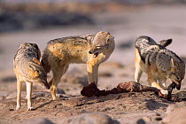 Black backed jackal begs for food, Skeleton Coast, Namibia {Canis mesomelas}