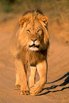 Male African lion walking portrait {Panthera leo} Gemsbok NP, Kalahari desert, Namibia