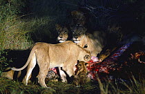 African lion pride on giraffe kill (Panthera leo) Gemsbok NP, Kalahari desert, Namibia