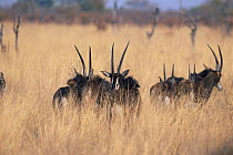 Sable antelope in long grass {Hippotragus niger} Caprivi strip, Namibia.