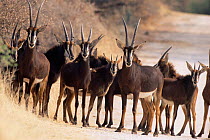 Sable antelope herd {Hippotragus niger} Caprivi strip, Namibia