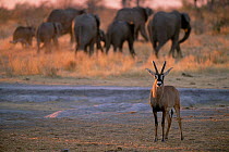 Roan antelope {Hippotragus equinus} with Elephant herd behind, Caprivi strip, Namibia.