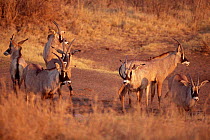Roan antelope {Hippotragus equinus} herd at waterhole, Caprivi strip, Namibia.