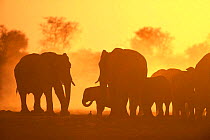 African elephant herd silhouetted at sunset, Caprivi strip, Namibia.