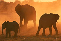 African elephants silhouetted at sunset {Loxodonta africana} Caprivi strip, Namibia.