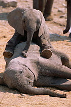 African elephant young playing together{Loxodonta africana} Etosha NP, Namibia