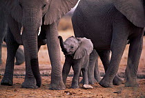 African elephant baby with herd {Loxodonta africana} Etosha NP, Namibia