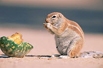 Striped ground squirrel {Xerus erythropus} feeding on desert melon, Namibia.