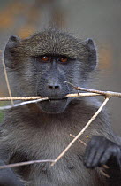 Chacma baboon chewing stick (Papio ursinus) Caprivi strip, Namibia
