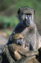 Chacma baboon with young (Papio ursinus) Caprivi strip, Namibia