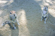 Two Striped ground squirrels {Xerus erythropus} Kalahari Gemsbok NP, Namibia. Kgalagadi