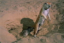 Striped ground squirrel at entrance to burrow {Xerus erythropus} Namibia Kalahari
