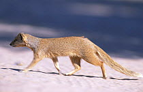 Yellow mongoose walking (Cynictis penicillata) Kalahari Gemsbok NP, Namibia, Kgalagadi transfrontier