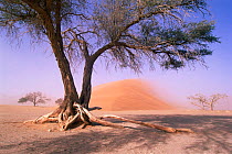 Sandstorm, Sossulvei, Namibia