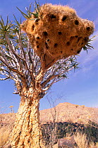 Sociable weaver {Philetairus socius} nest colony in Quiver tree, Namibia
