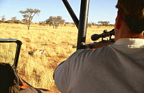 Hunting and shooting Springbok {Antidorcas marsupialis} Kalahari desert, Namibia