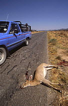 Common duiker road kill {Sylvicapra grimmia} Namibia