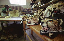 Taxidermist shop with stuffed Cheetah head hunting trophies, Namibia