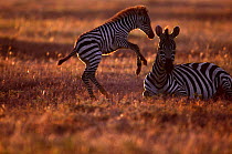 Common zebra foal playin gnext to mother {Equus quagga} Masai Mara GR, Kenya
