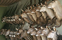 Taxidermist shop with Kudu, Oryx, Zebra and Eland hunting trophies, Namibia. 2004