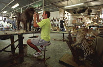 Taxidermist shop with stuffed animals and man working on Baboon, Namibia. 2004