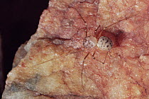 Spitting spider {Scytodes thoracica} Florida, USA