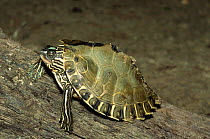 Escambia / Alabama map turtle {Graptemys ernisti} Escambia river, Florida, USA