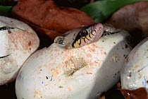 Snake hatching from egg {Leioheterodono madagascariensis} Madagascar