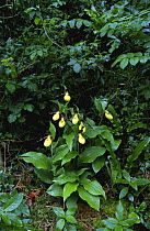 Yellow lady's slipper orchid (Cypripedium calceolus) UK
