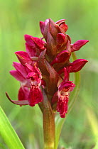 Early marsh orchid {Dactylorhiza incarnata} UK