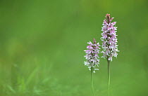 Common spotted orchid (Dactylorhiza fuchsii) UK