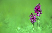 Northern marsh orchid (Dactylorhiza purpurella) UK