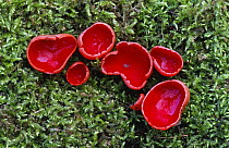 Scarlet elf cup fungus (Sarcoscypha coccinea) UK