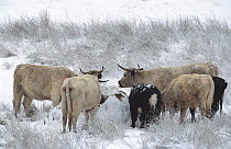 Chillingham (cheviot) cattle feeding on hay in winter, Otterburn, Northumberland, UK