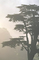 Cedar of Lebanon (Cedrus libani) in mist, Peak District NP, Derbyshire, UK