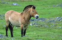 Przewalski horse / Mongolian ass (Equus ferus przewalski) captive, UK