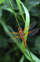Scarse chaser dragonfly alighted with wings open (Libellula fulva) UK