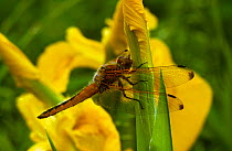 Scarce chaser dragonfly {Libellula fulva} on yellow flag iris, UK