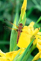 Scarse chaser dragonfly {Libellula fulva} on yellow flag iris, UK