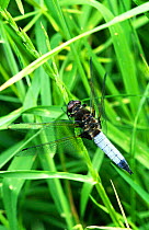 Scarce chaser dragonfly male {Libellula fulva} UK