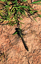 Club tailed dragonfly, male basking {Gomphus vulgatissimus} UK
