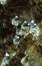 Kittiwakes nesting on cliffs {Rissa tridactyla} Scotland, UK