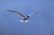 Common tern {Sterna hirundo} in flight, UK