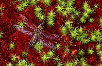 Four spotted chaser dragonfly {Libellula quadrimaculata} with starmoss and sundew, UK