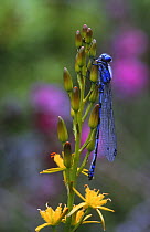 Common blue damselfly {Enallagma cyathigerum} on Bog asphodel, UK