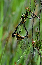 Northern emerald darter dragonflies mating {Somatochlora arctica} Scotland, UK