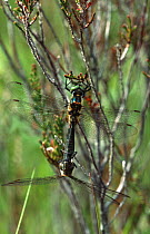 Northern emerald darter dragonflies mating{Somatochlora arctica} Scotland, UK